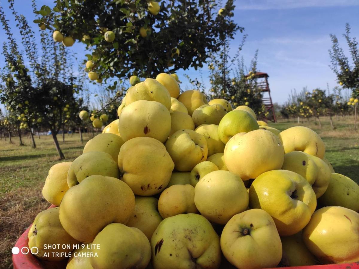 Salaš Farma 47-Miris Dunja Cenej Bagian luar foto