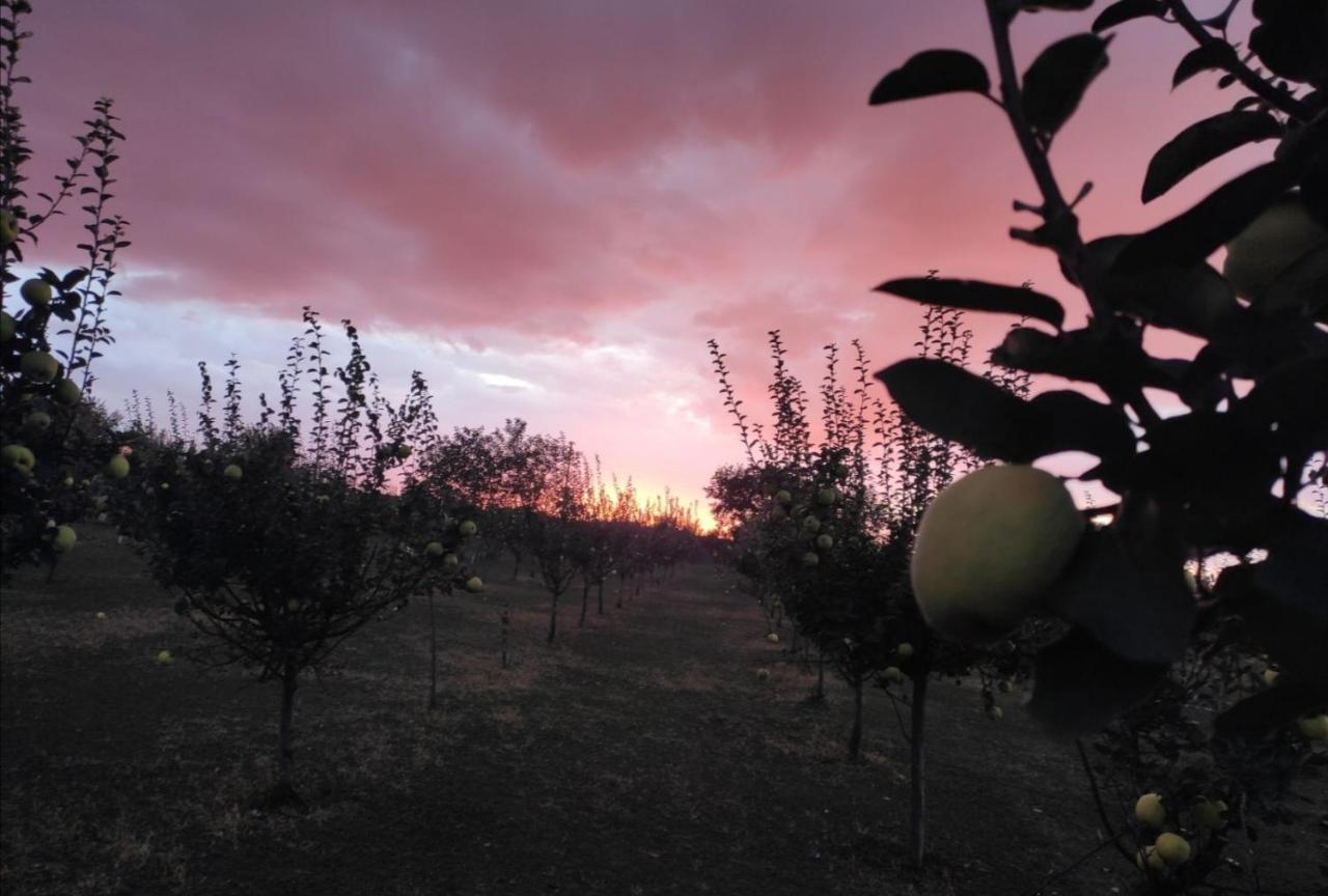 Salaš Farma 47-Miris Dunja Cenej Bagian luar foto