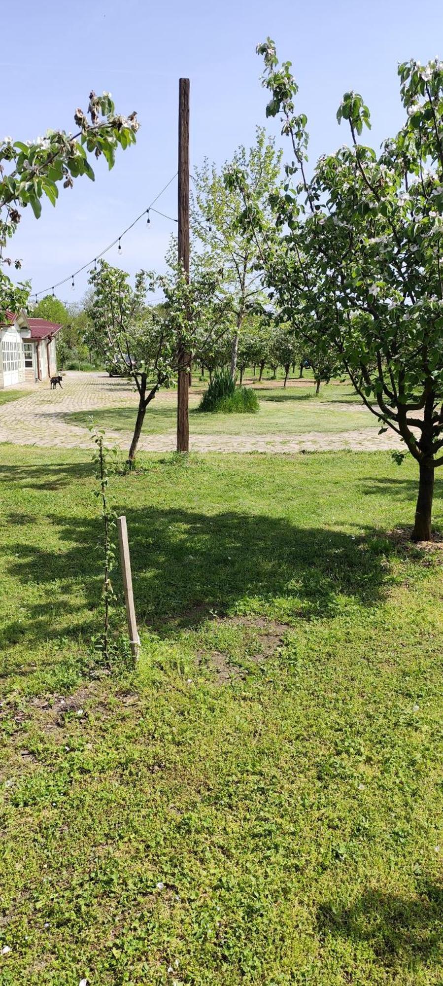 Salaš Farma 47-Miris Dunja Cenej Bagian luar foto