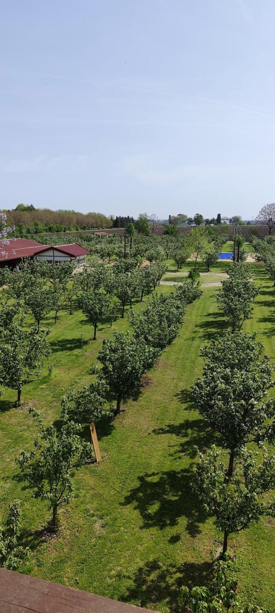 Salaš Farma 47-Miris Dunja Cenej Bagian luar foto