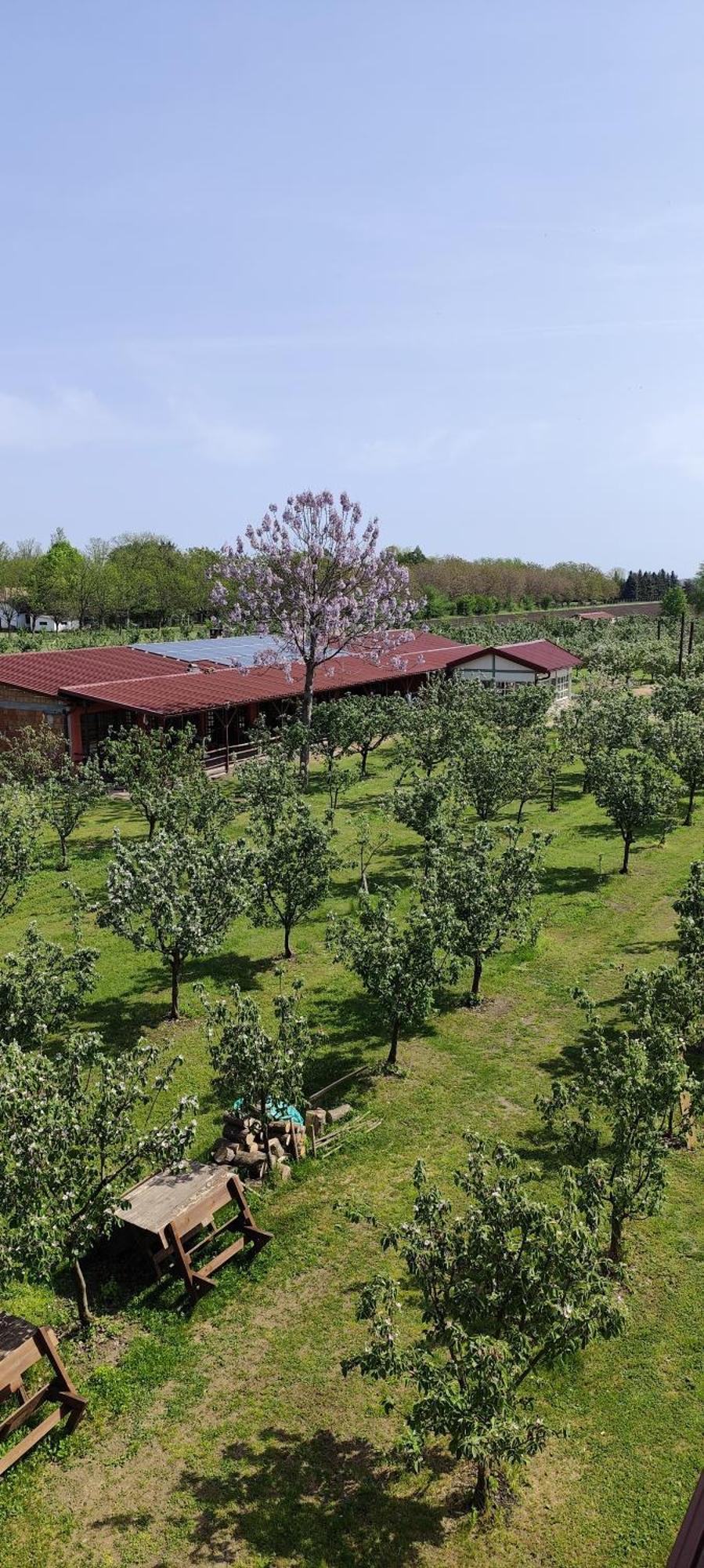 Salaš Farma 47-Miris Dunja Cenej Bagian luar foto