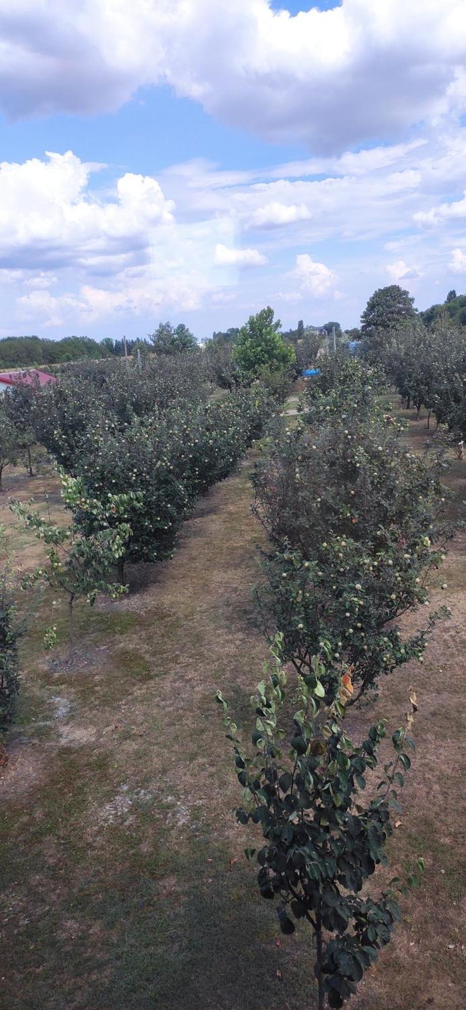 Salaš Farma 47-Miris Dunja Cenej Bagian luar foto