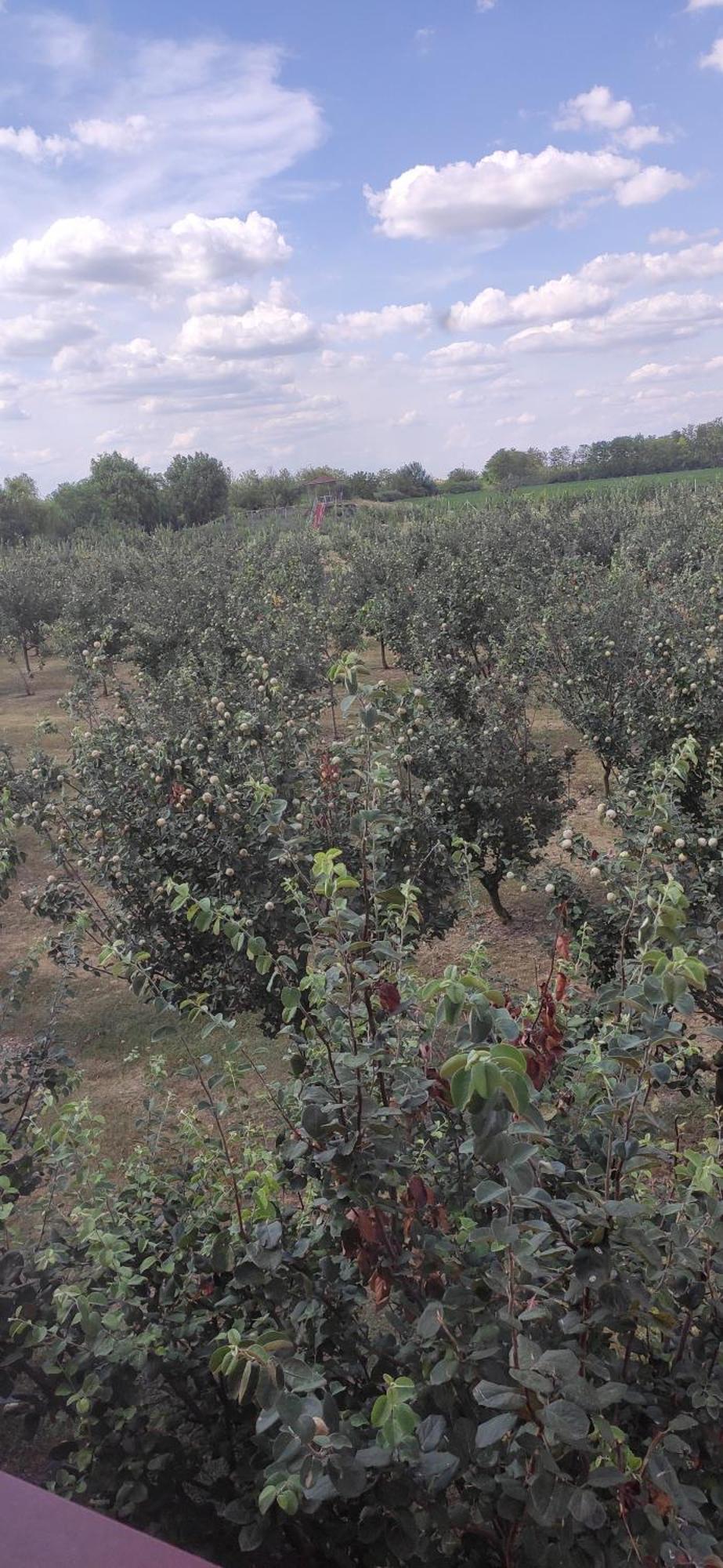 Salaš Farma 47-Miris Dunja Cenej Bagian luar foto